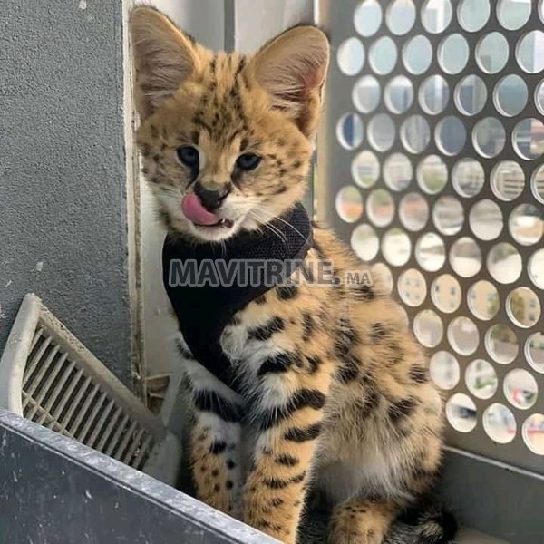 chaton caracal, serval