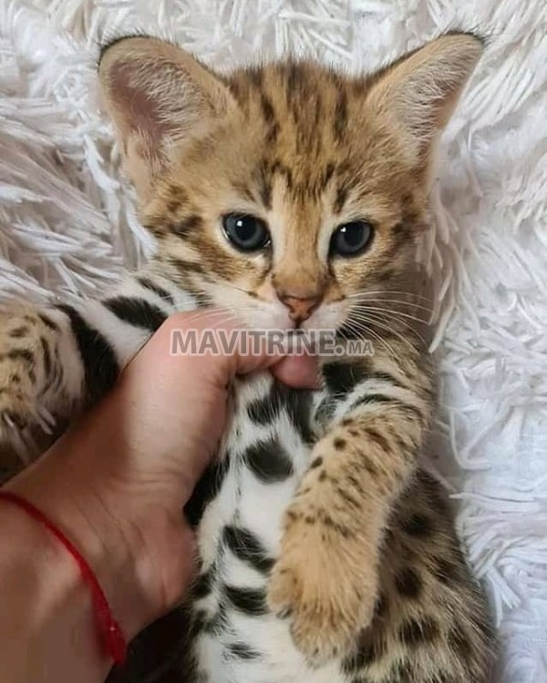 chaton caracal, serval