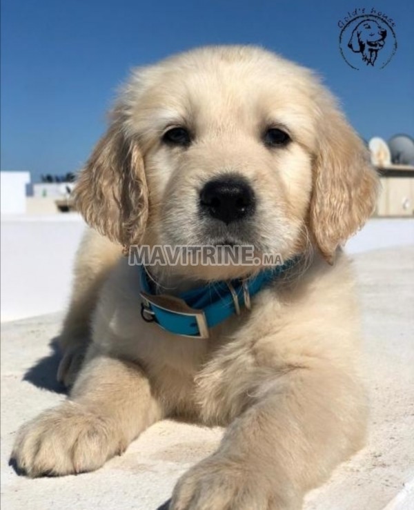 Golden retriever