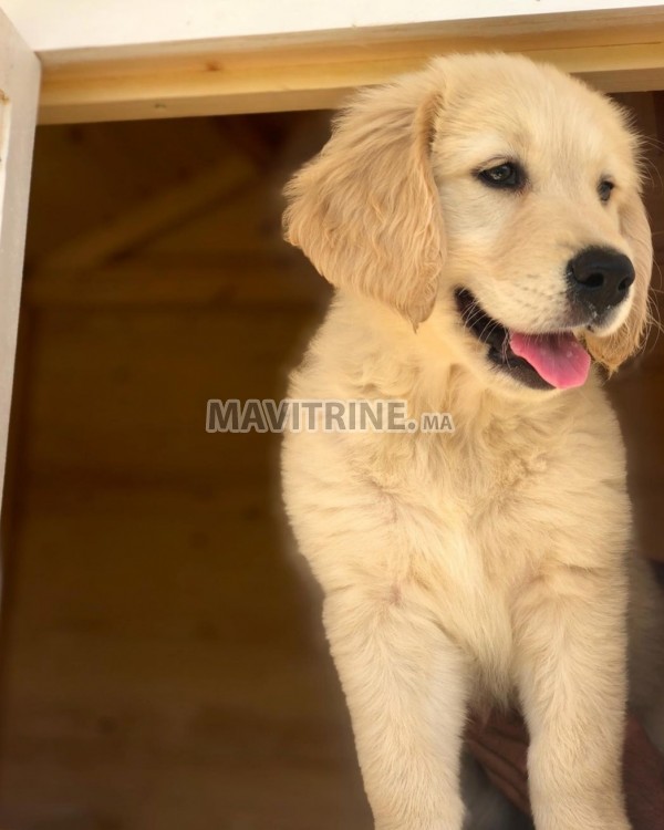 Golden retriever