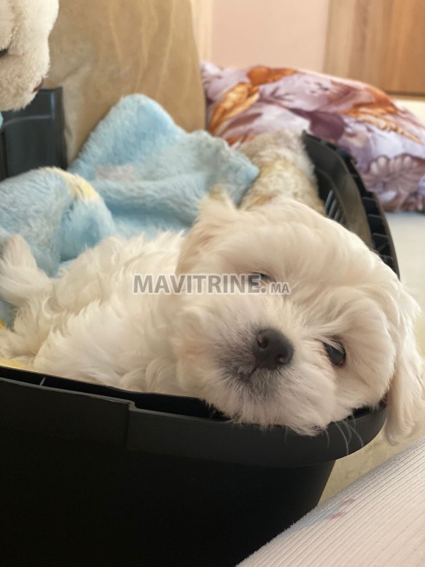 Chiot bichon maltais pur race