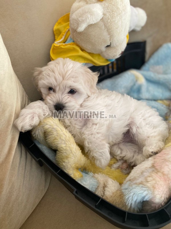 Chiot bichon maltais pur race