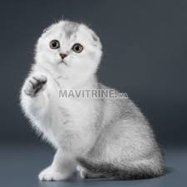 Scottish fold