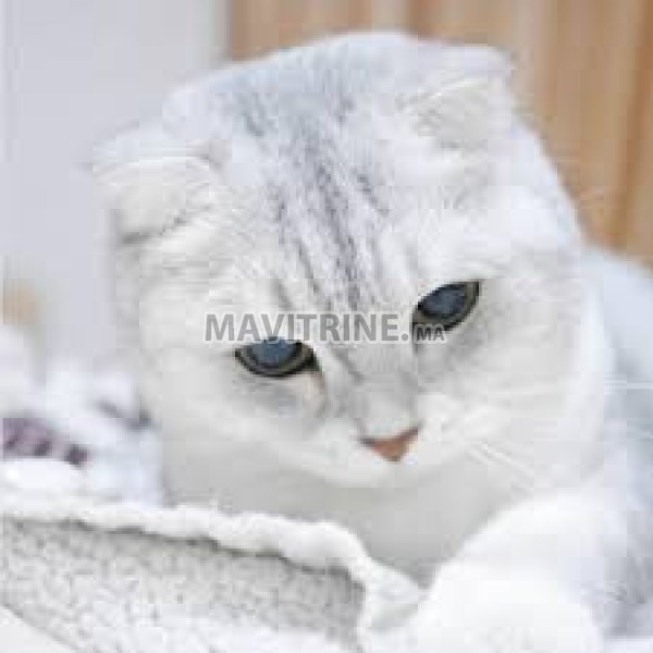 Scottish fold