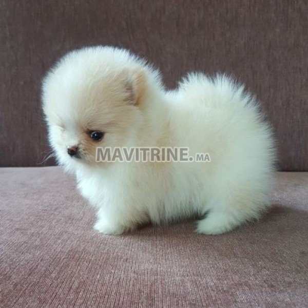 chiots pomeranian très affectueux