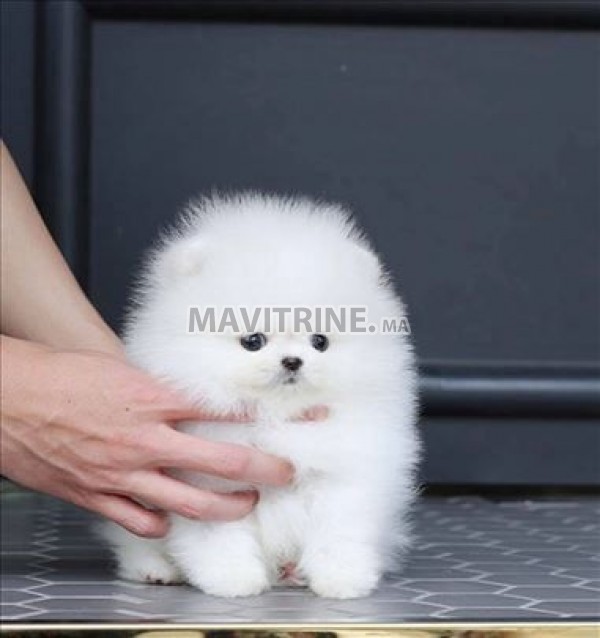 chiots pomeranian très affectueux