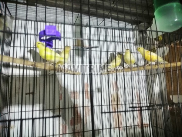 Canari et peruch