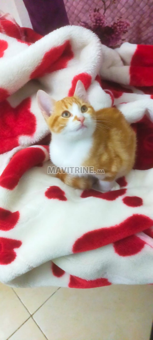 Beau chaton pour adoption