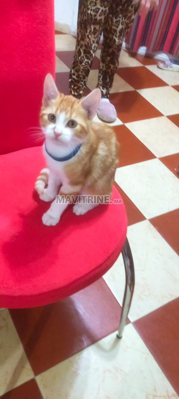 Beau chaton pour adoption