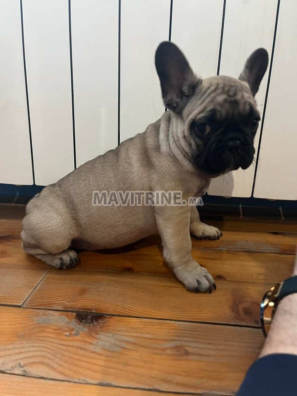 Bulldog français chiots à vendre