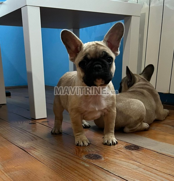 Bulldog français chiots à vendre