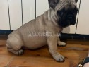 Photo de l'Annonce: Bulldog français chiots à vendre