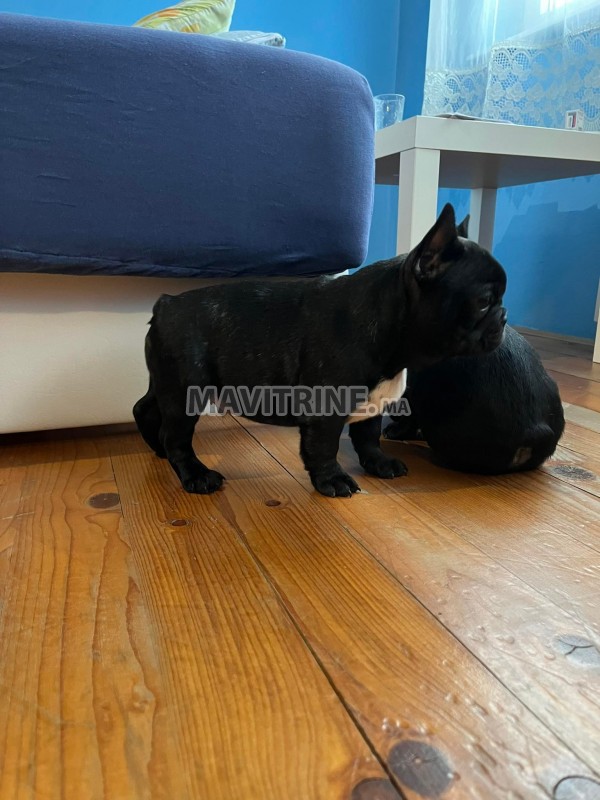 Bulldog français chiots à vendre