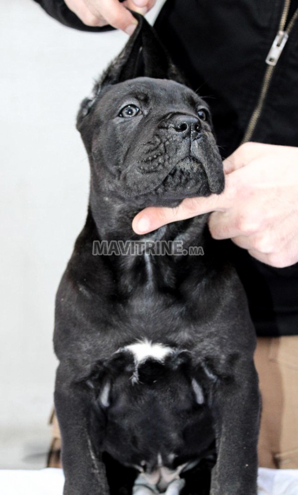 Cane Corso chiots