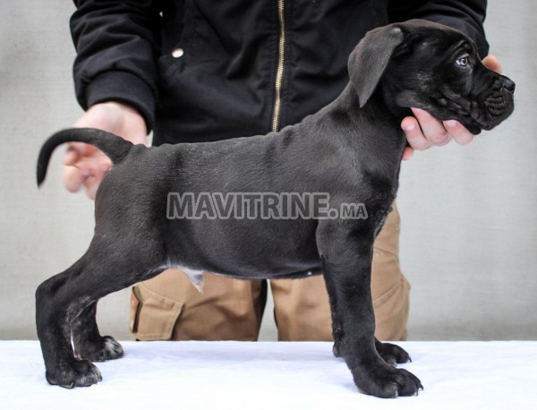 Cane Corso chiots