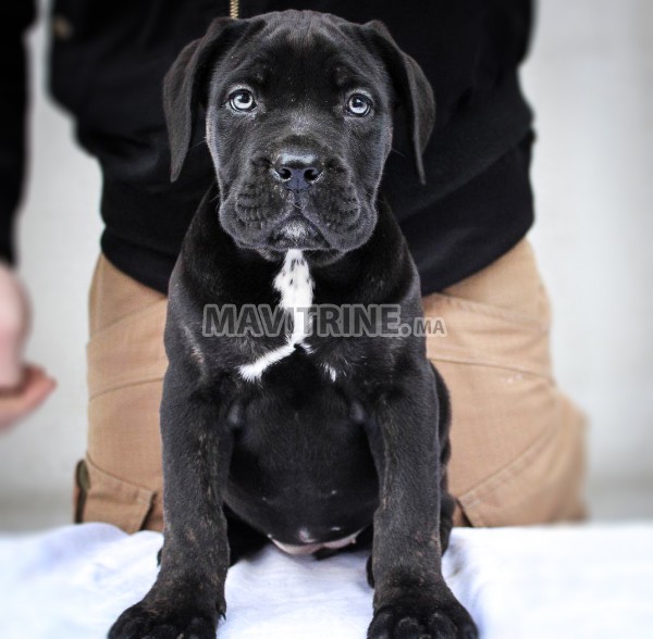 Cane Corso chiots