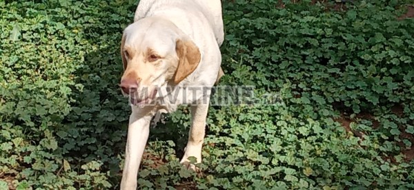 Labrador à céder gratuitement