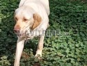 Photo de l'Annonce: Labrador à céder gratuitement