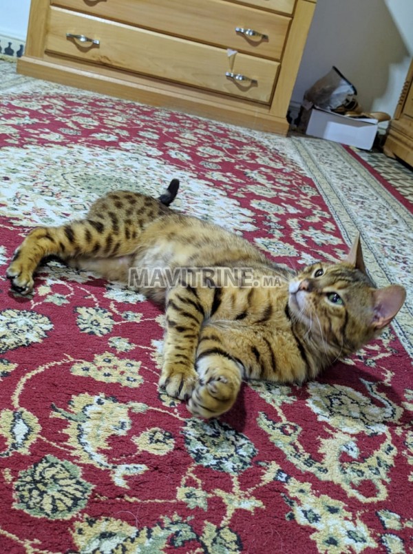 Chat bengal