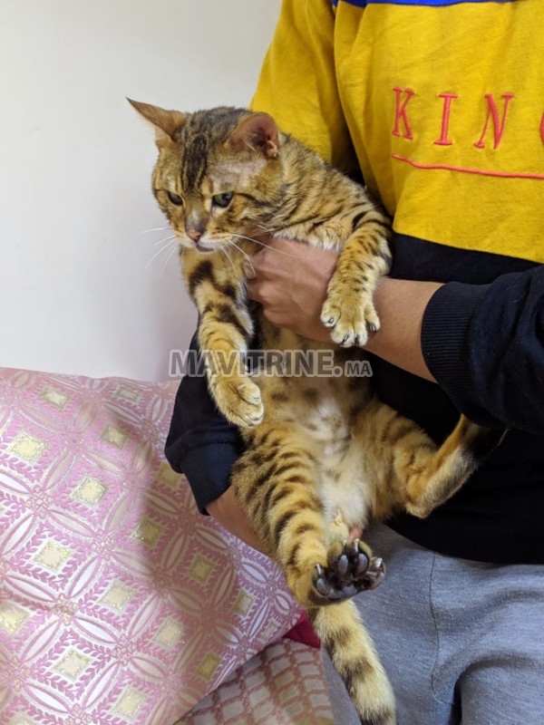 Chat bengal