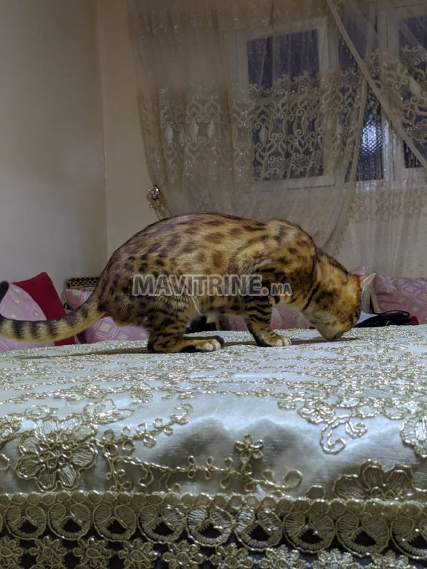 Chat bengal