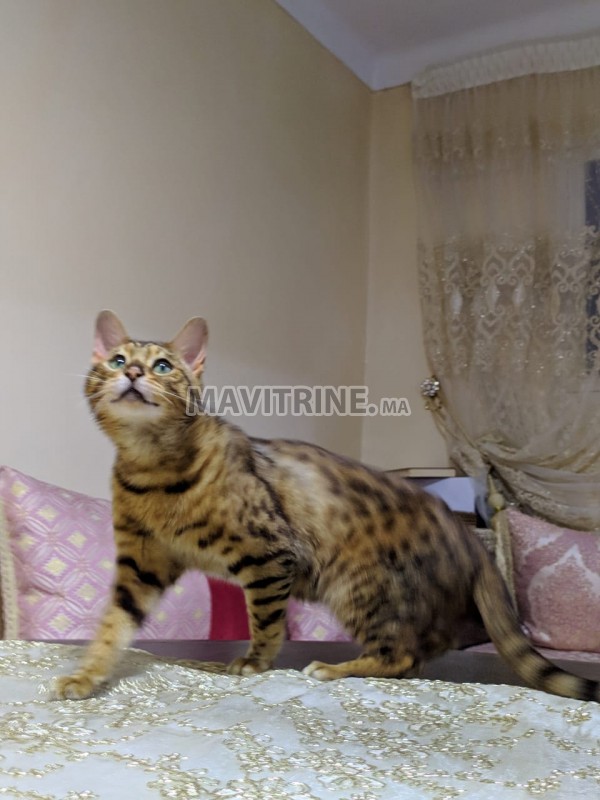 Chat bengal