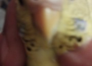 Photo de l'annonce: Oiseau calopsite perruche canari