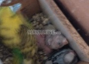 Photo de l'annonce: Femelle perruche avec quatre chnaber petit