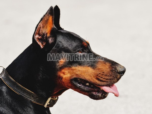 Chienne doberman