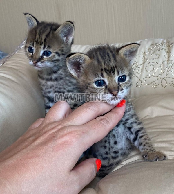 des chatons caracal  , Serval et savannah F1 disponible