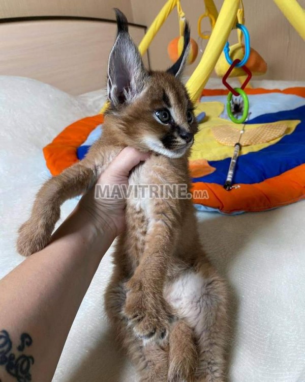 des chatons caracal  , Serval et savannah F1 disponible