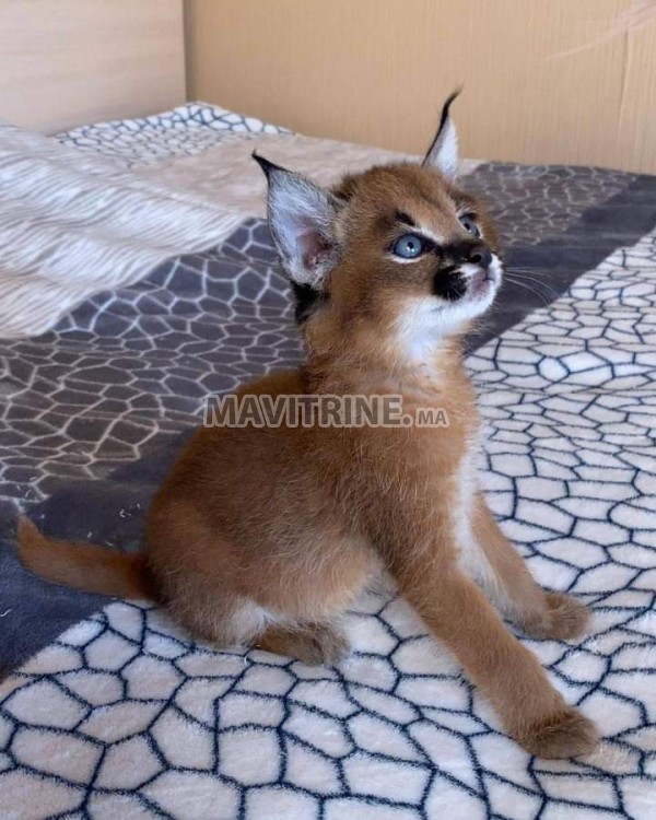 des chatons caracal  , Serval et savannah F1 disponible