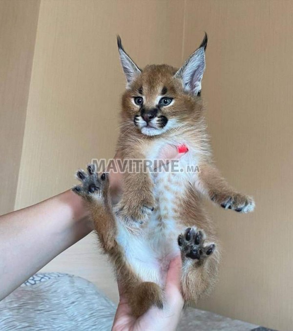 des chatons caracal  , Serval et savannah F1 disponible