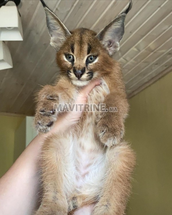 des chatons caracal  , Serval et savannah F1 disponible