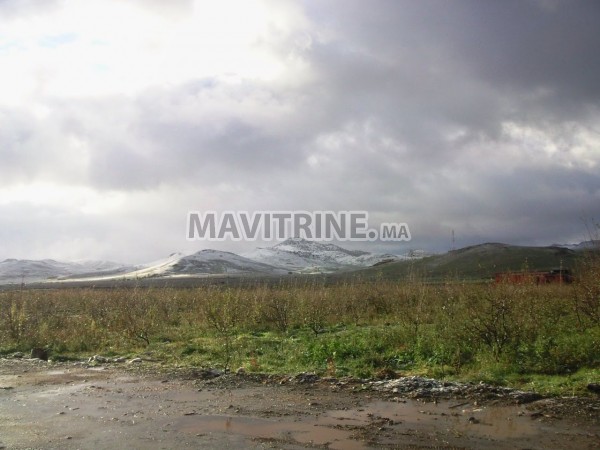 VENTE FERME DE 70 HECTARES A AZROU